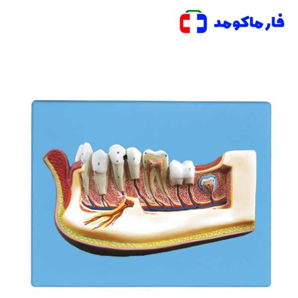 مولاژ نیم فک انسان دیواری