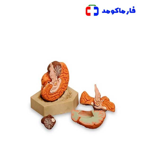 مولاژ مغز 4 قسمتی