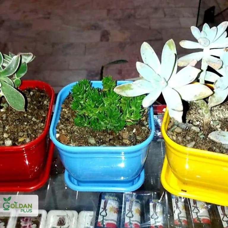 گلدان پلاستیکی مربعی ساده رنگی (10 سایز متنوع) — تصویر ۱۱