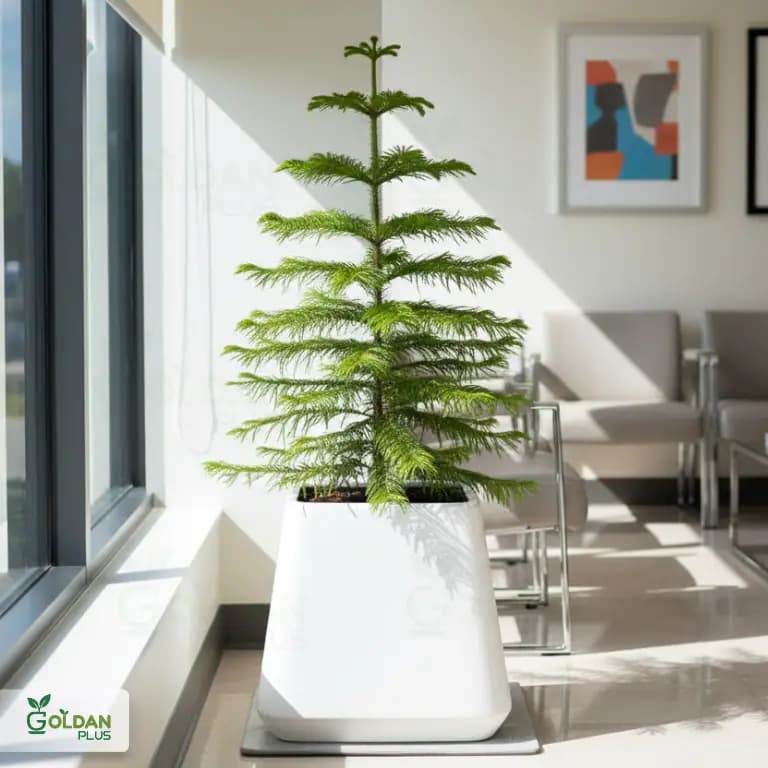 فلاور باکس مکعب 40 در 40 مدل کیوب — تصویر ۳
