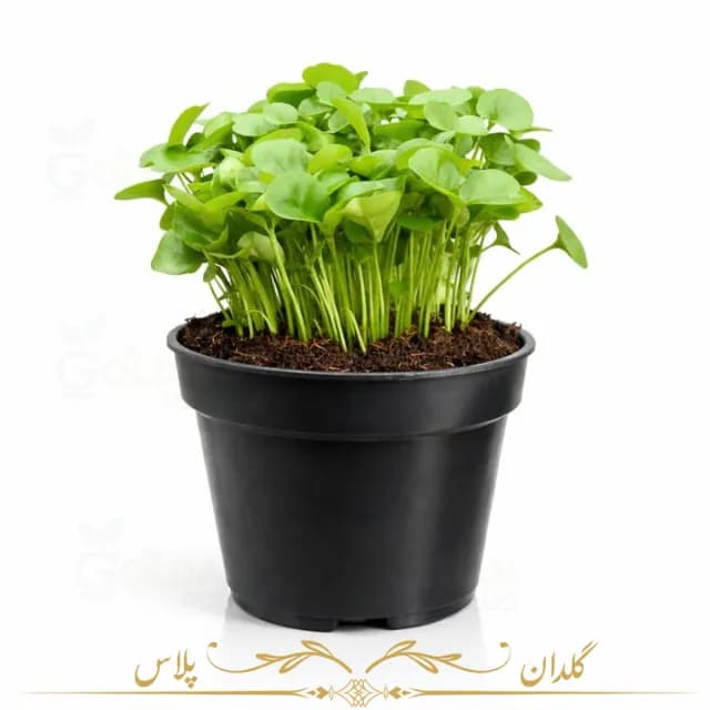 گلدان گلخانه ای سایز 12 بهار نارنج — تصویر ۲