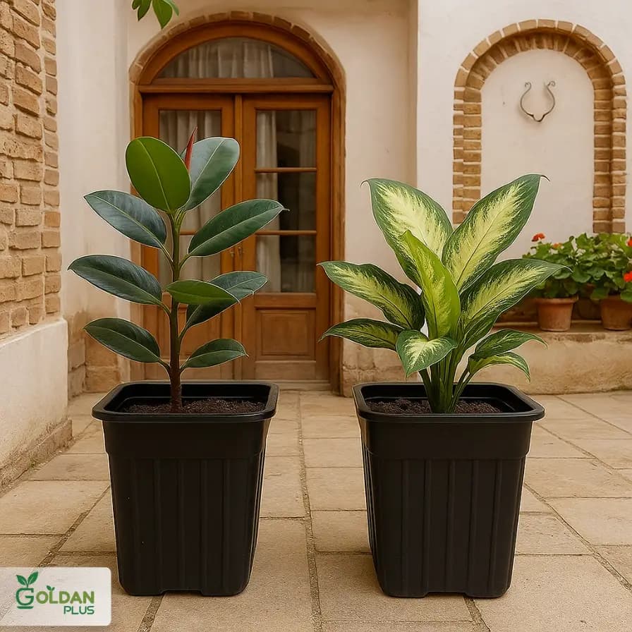 گلدان گلخانه ای مشکی مربعی 20*25 — تصویر ۶
