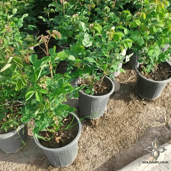 گلدان پلاستیکی سطل 3 گلخانه ای مشکی — تصویر ۷