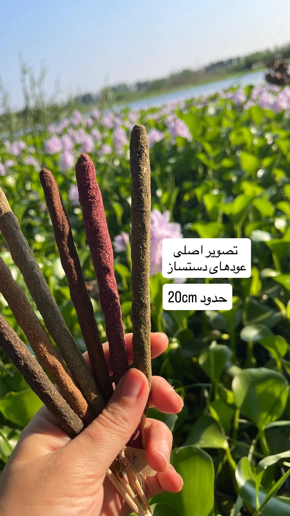 عود برگ بو | رایحه برکت و نیت‌های مثبت — تصویر ۱۰
