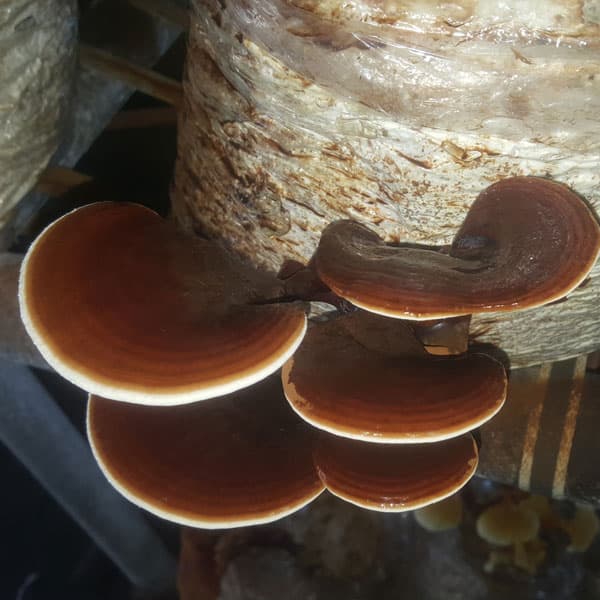 پودر قارچ گانودرما (۲۰۰ گرمی) قرمز — تصویر ۱۲
