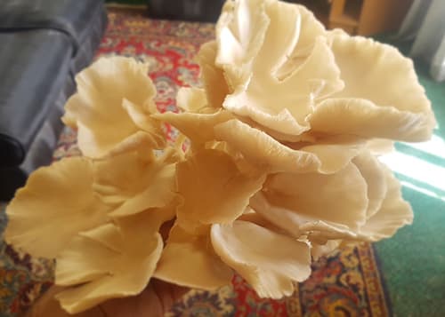 پودر قارچ صدفی (۱۰۰ گرمی) — تصویر ۹