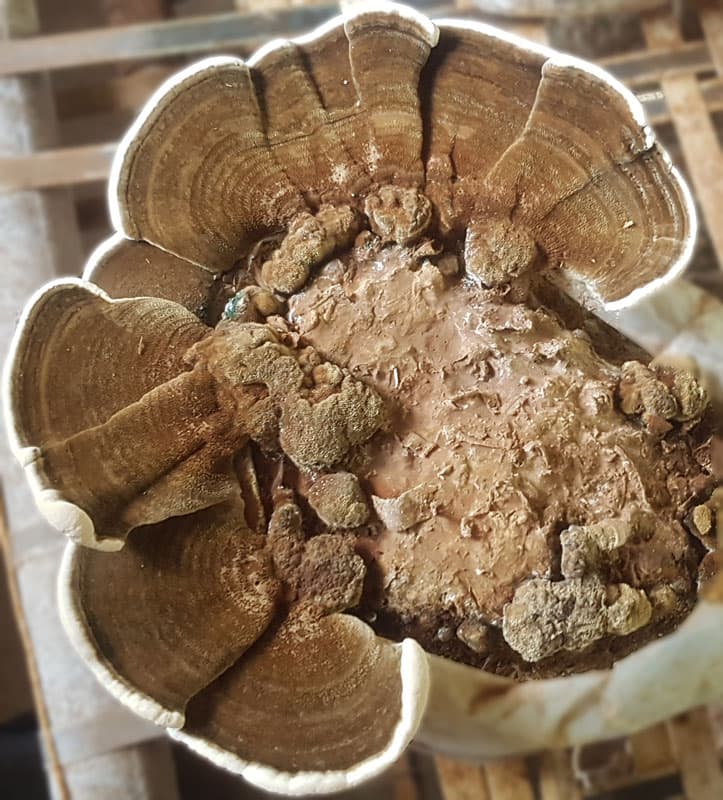 پودر قارچ دم بوقلمون (۱۰۰ گرمی) — تصویر ۳