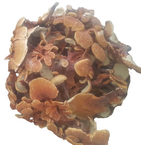 قارچ گانودرما (فله نیم کیلویی) زرد — تصویر ۳