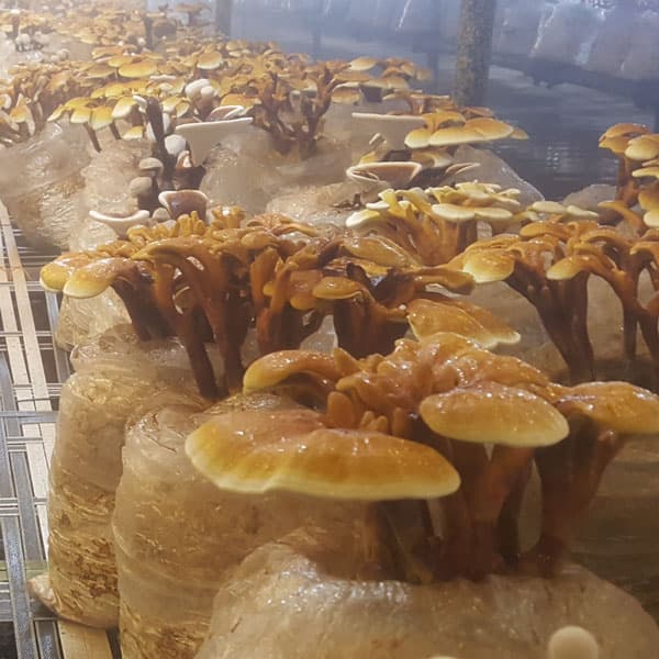 پودر قارچ گانودرما (۱۰۰ گرمی) زرد — تصویر ۱۱