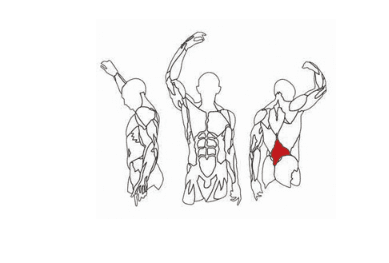 نیمکت فیله کمر : 3026 Lower Back Bench اینپارس (inpars) — تصویر ۳