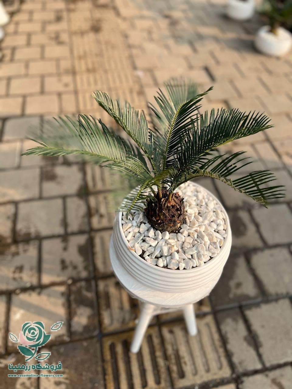 گلدون سیکاس شماره 02 — تصویر ۴