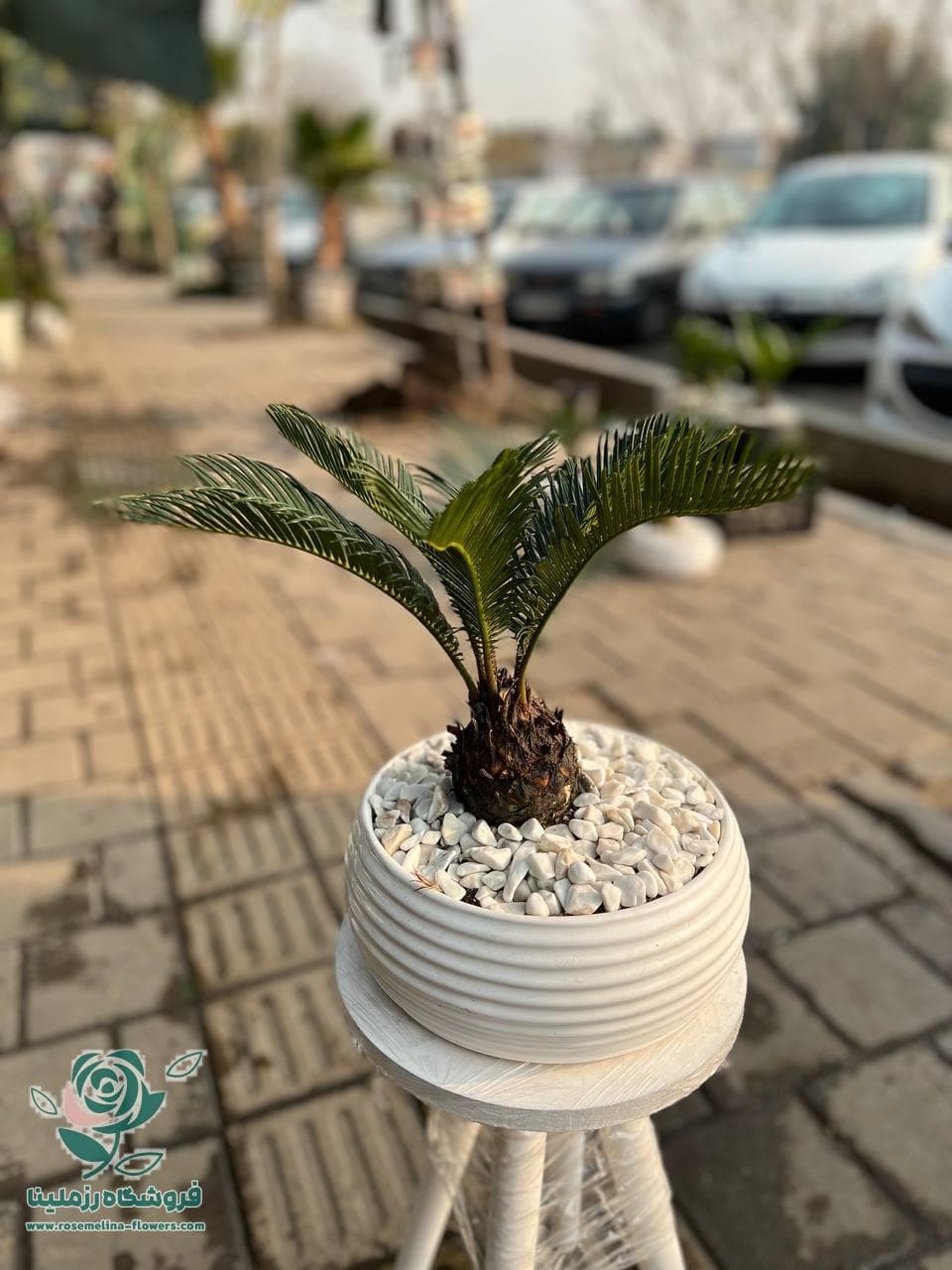 گلدون سیکاس شماره 02 — تصویر ۳