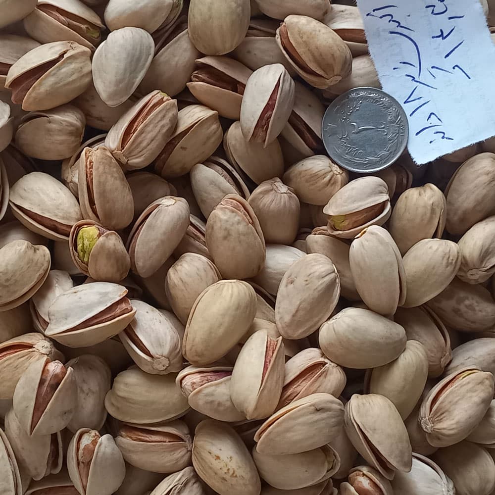 پسته اکبری 18-20 — تصویر ۶