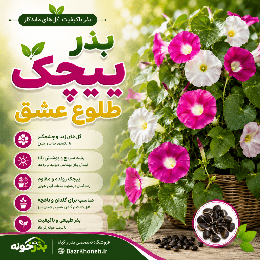 بذر پیچک طلوع عشق کمیاب