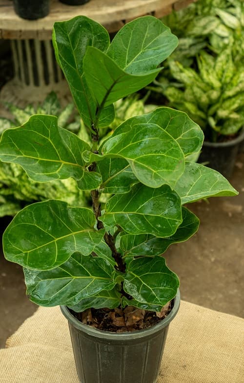 فیکوس لیراتا — تصویر ۳
