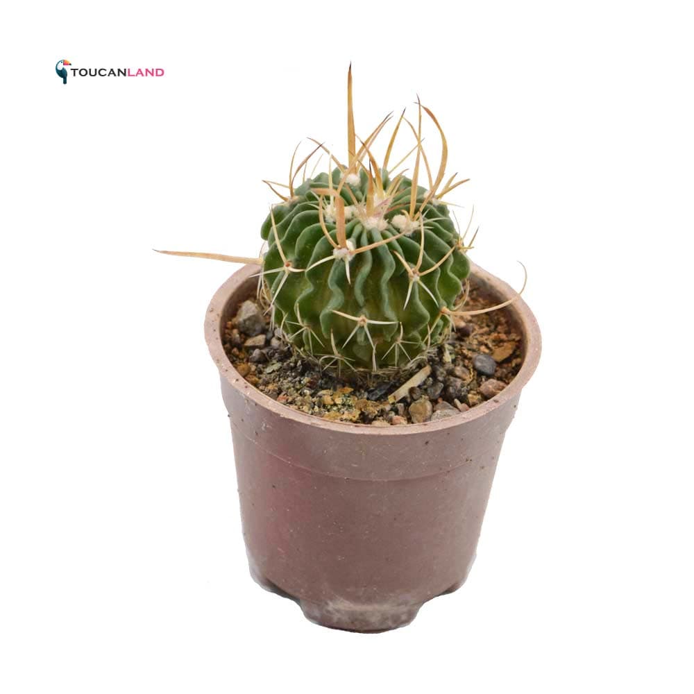 اچینو فوسالو — تصویر ۴