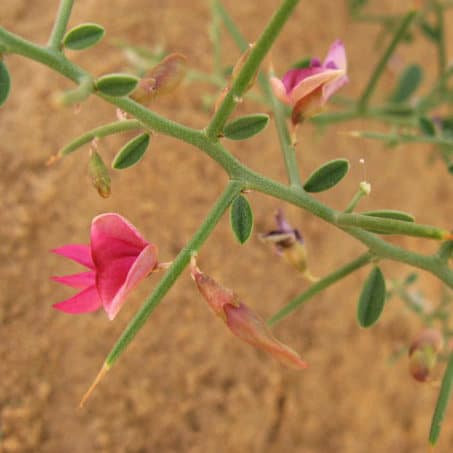 ترنجبین — تصویر ۱۲