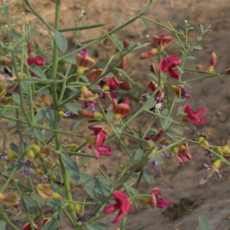 ترنجبین — تصویر ۶