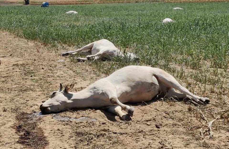 جزوه مسموميت هاي دام بزرگ – دانلود — تصویر ۴