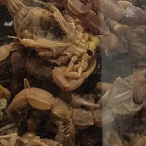 روغن عقرب — تصویر ۱۲