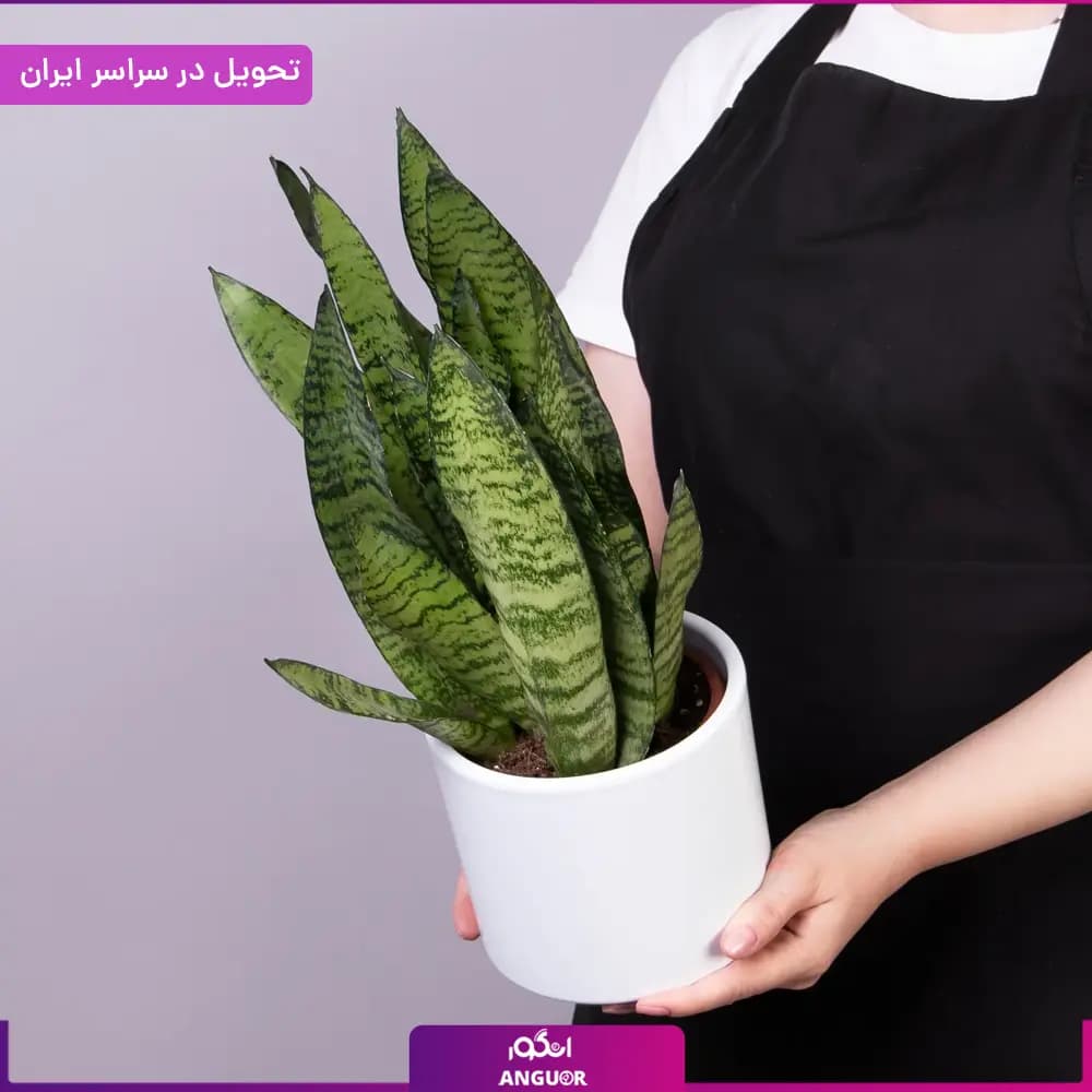 گلدان سانسوریا سبز — تصویر ۳