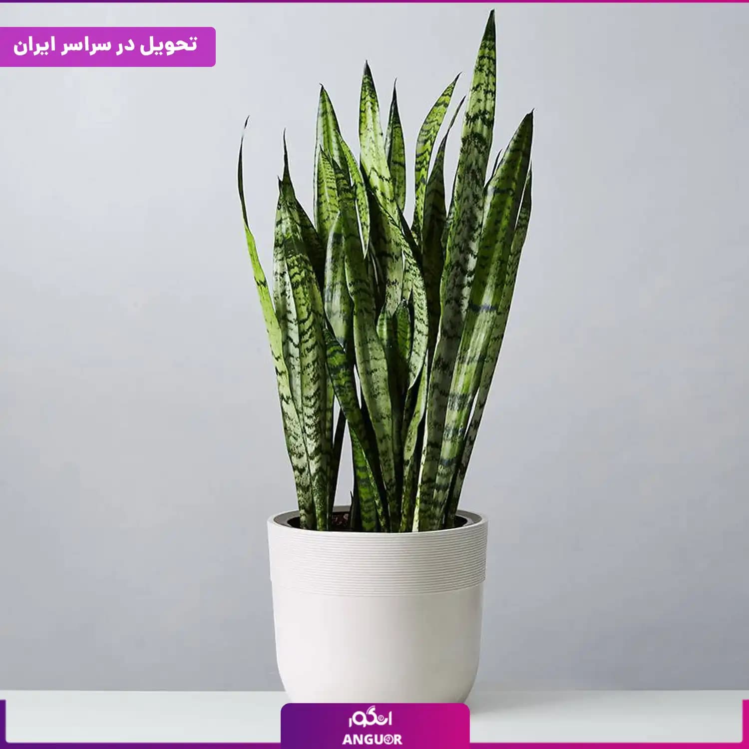 گلدان سانسوریا سبز — تصویر ۴