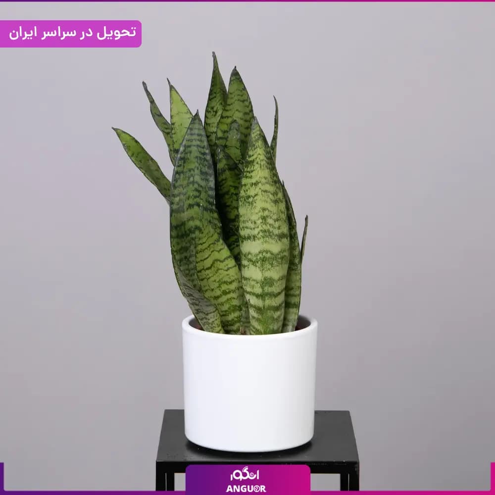 گلدان سانسوریا سبز