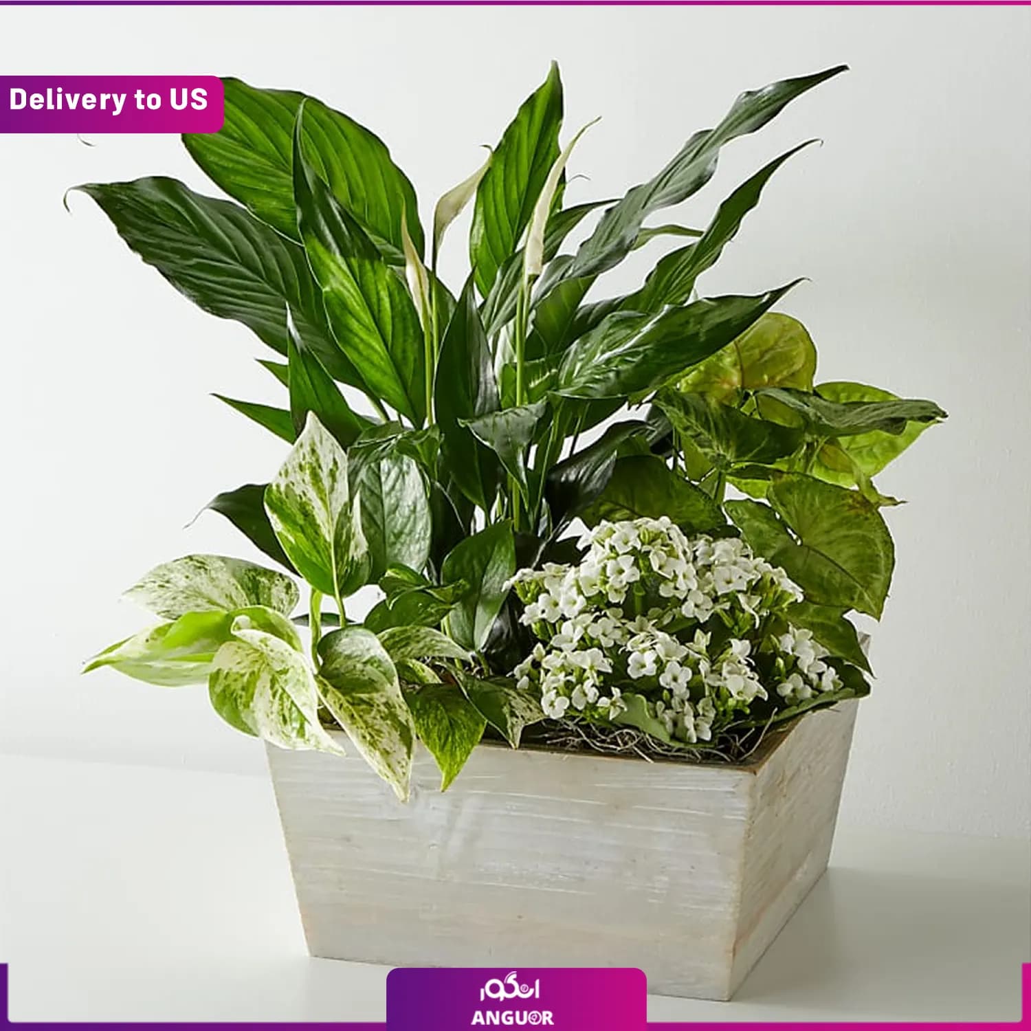 (Delivery to USA) Peaceful White Garden — تصویر ۲
