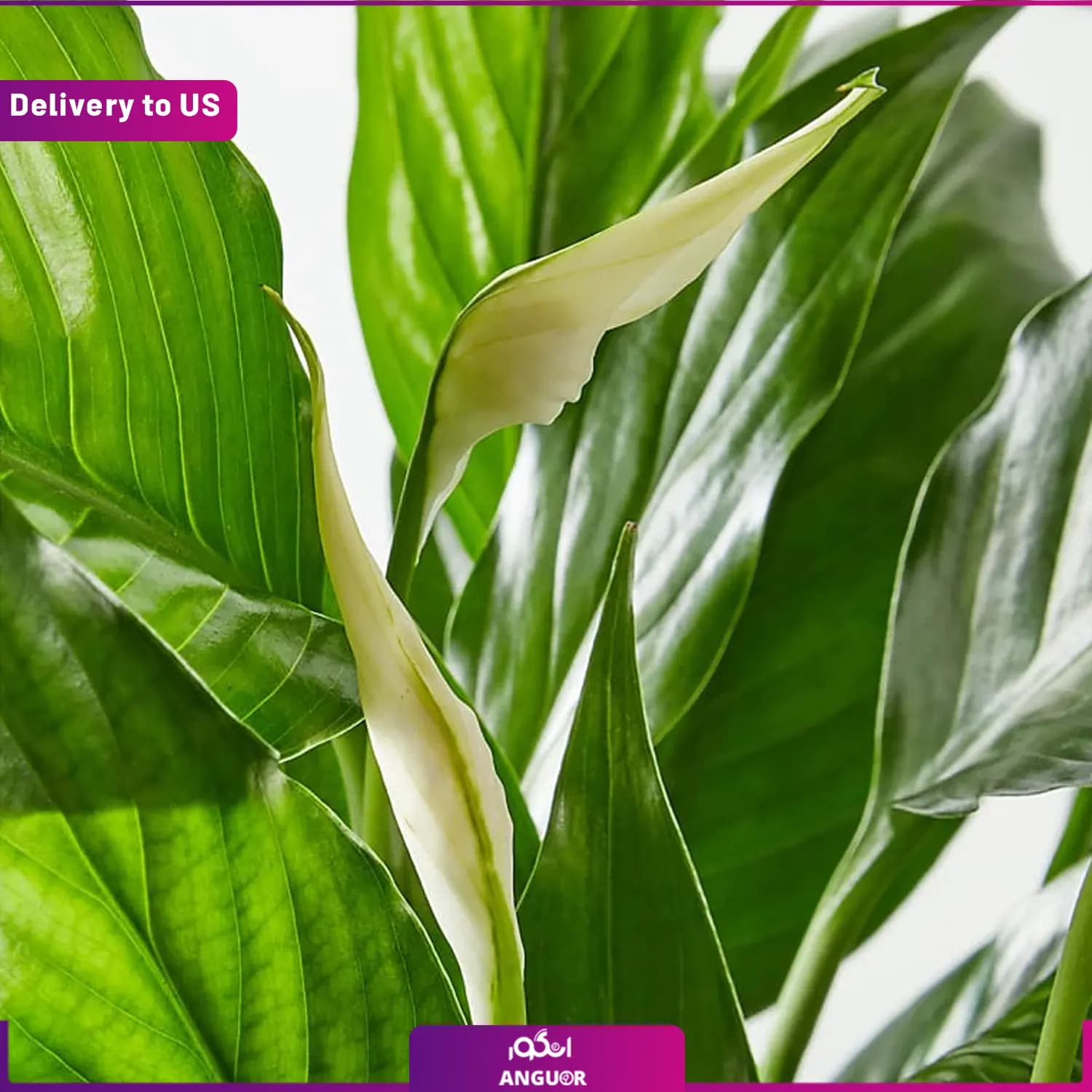 (Delivery to USA) Peaceful White Garden — تصویر ۳