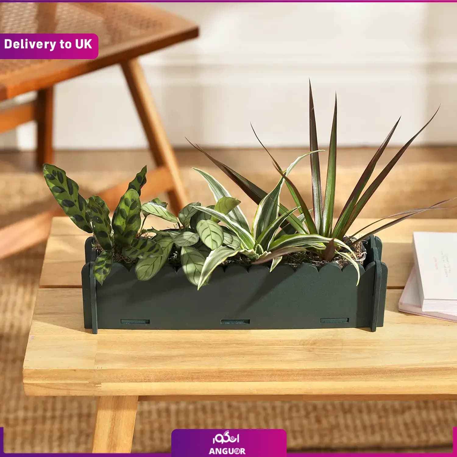 (Delivery to UK) The Letterbox Houseplants — تصویر ۲