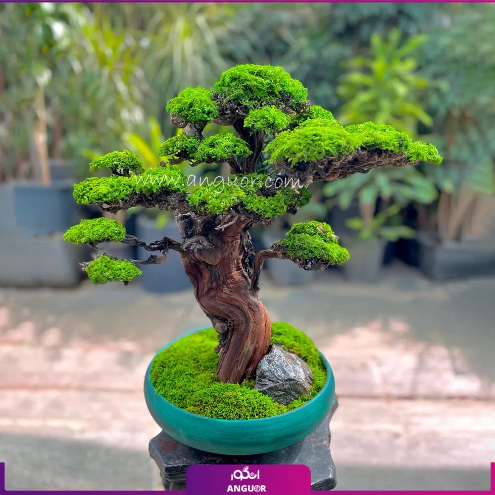 بنسای جاودان کهن ژاپن — تصویر ۲