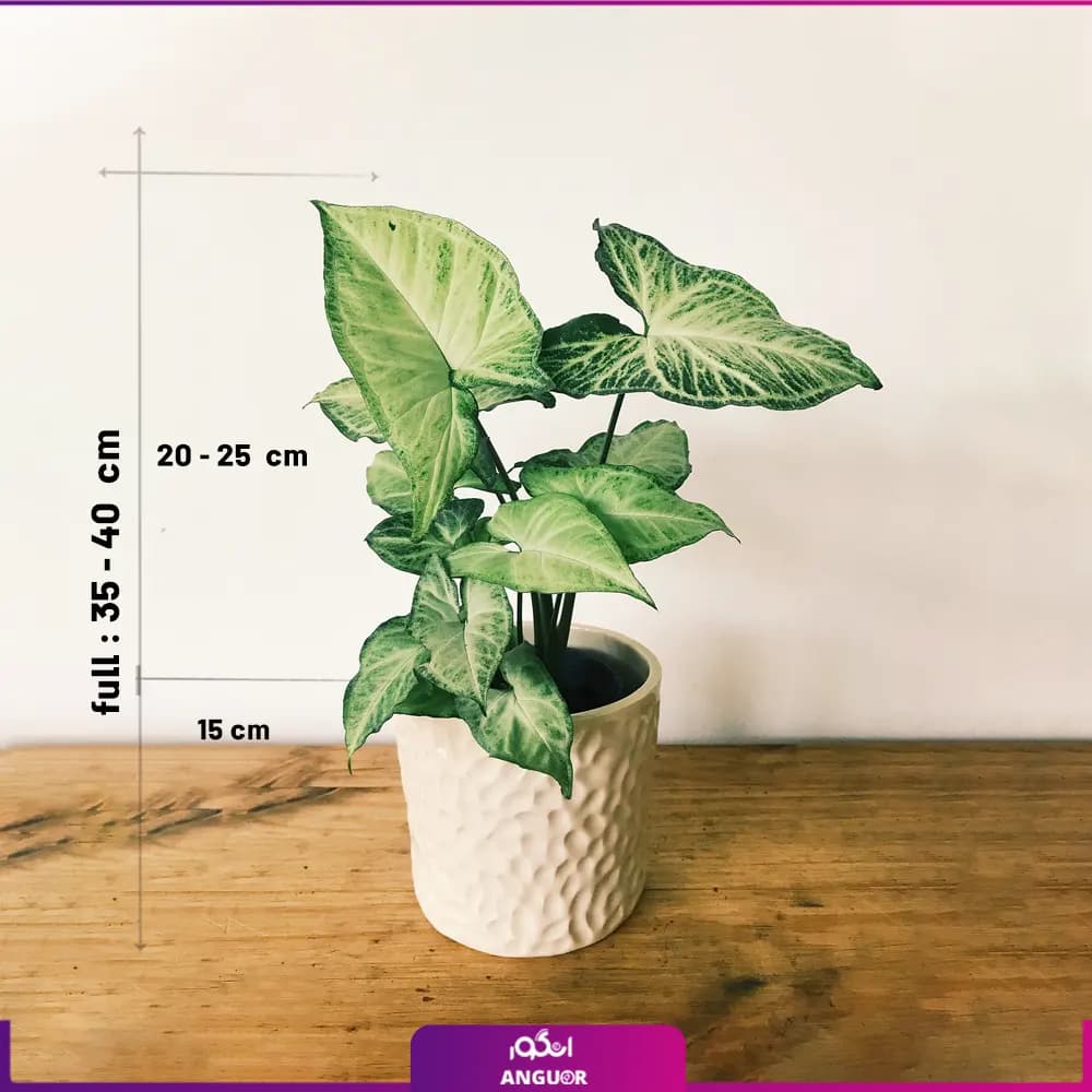 گیاه سینگونیوم پروانه ای با گلدان سرامیکی — تصویر ۳