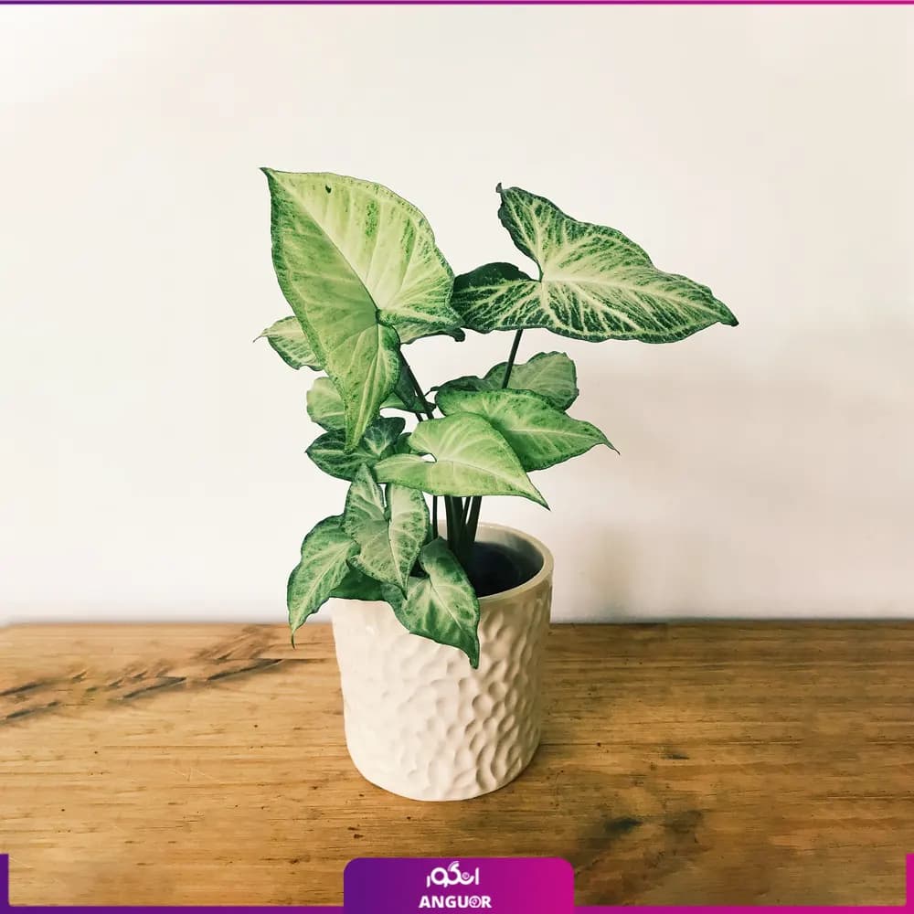 گیاه سینگونیوم پروانه ای با گلدان سرامیکی