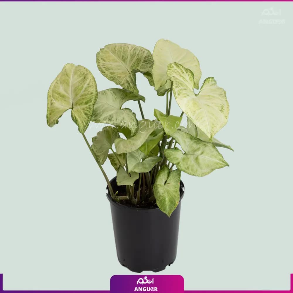 گل گلدانی سینگونیوم پروانه ای