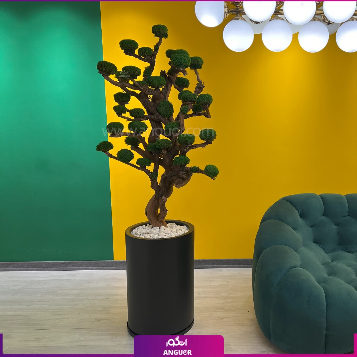 گلدان درخت جاودان (ویژه)
