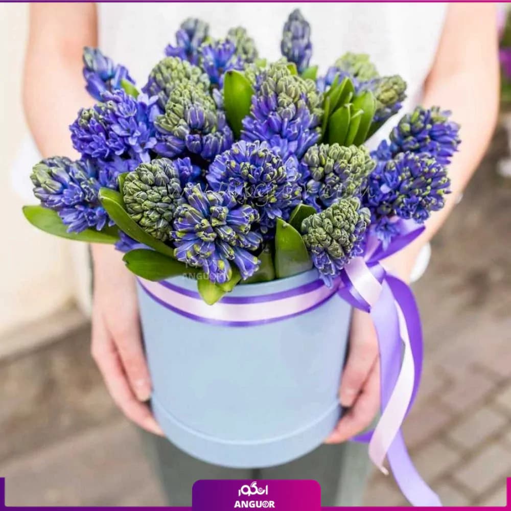 باکس سنبل بنفش 20 عددی