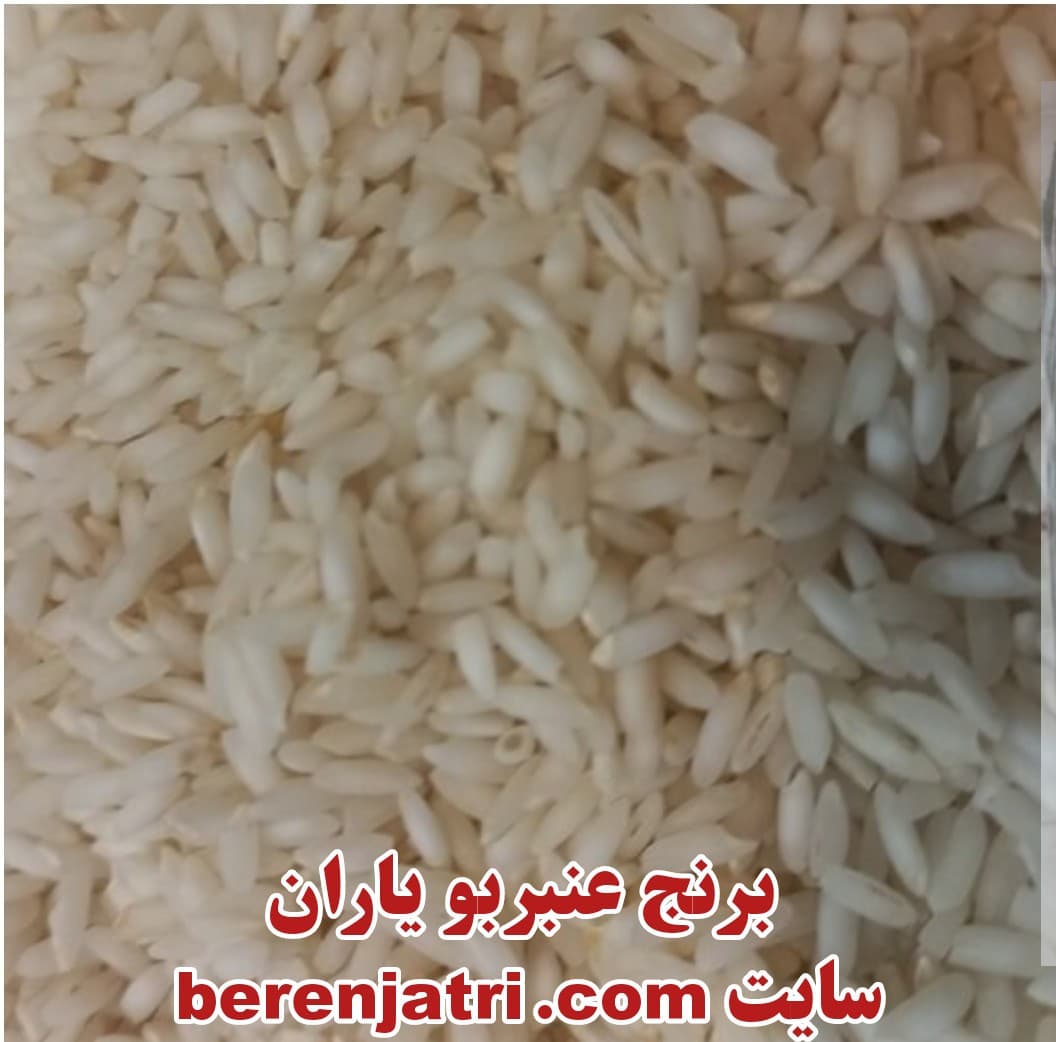 برنج عنبربو ایرانی امساله، ضمانت 100%اصل، پلمپ، بدون قاطی فوق ممتاز – بسته 10 کیلوگرم — تصویر ۷