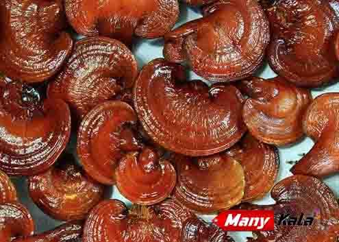 قارچ گانودرما لوسیدم آسیاب شده (درجه 1) — تصویر ۶
