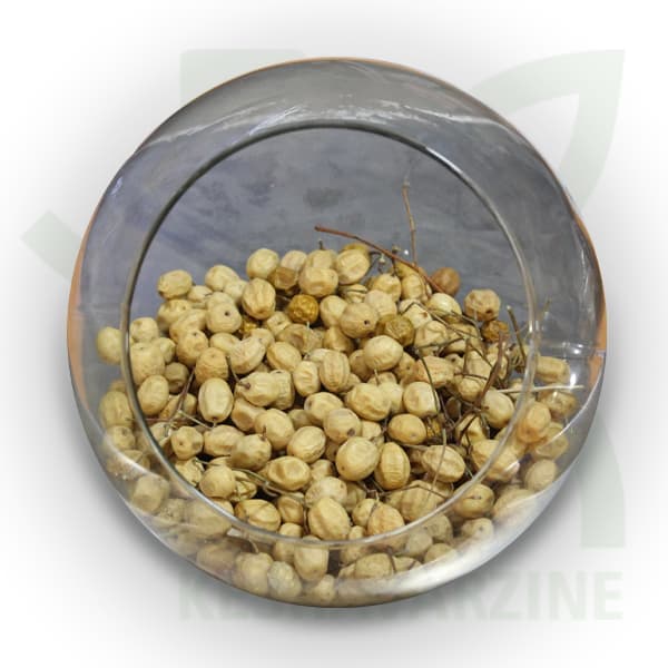 بذر درخت زیتون تلخ(حداقل سفارش 1Kg) — تصویر ۳