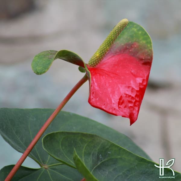 آنتوریوم — تصویر ۵