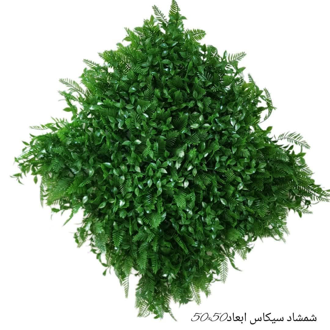 گرین وال مدل شمشاد سیکاس — تصویر ۲