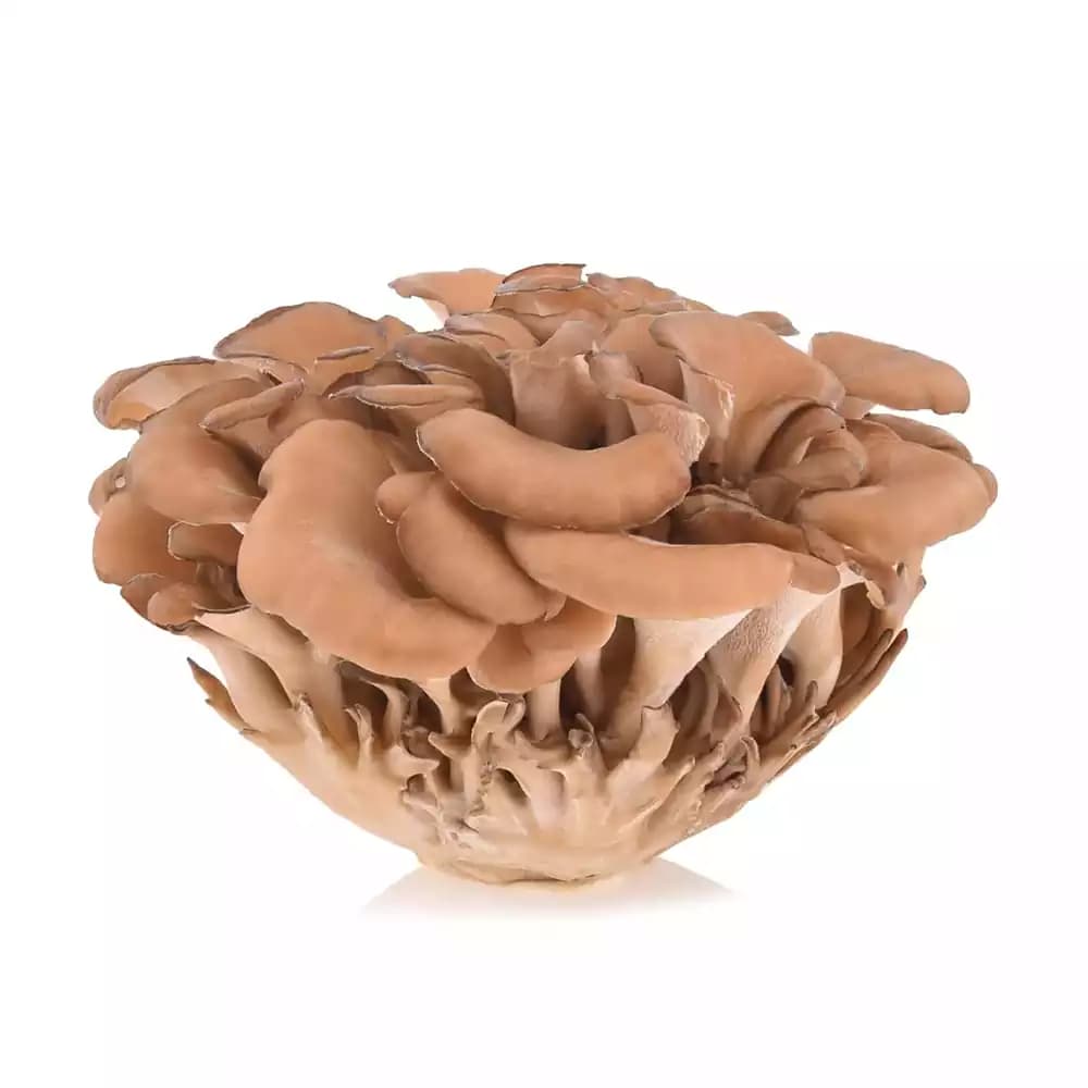 قارچ مایتاکه