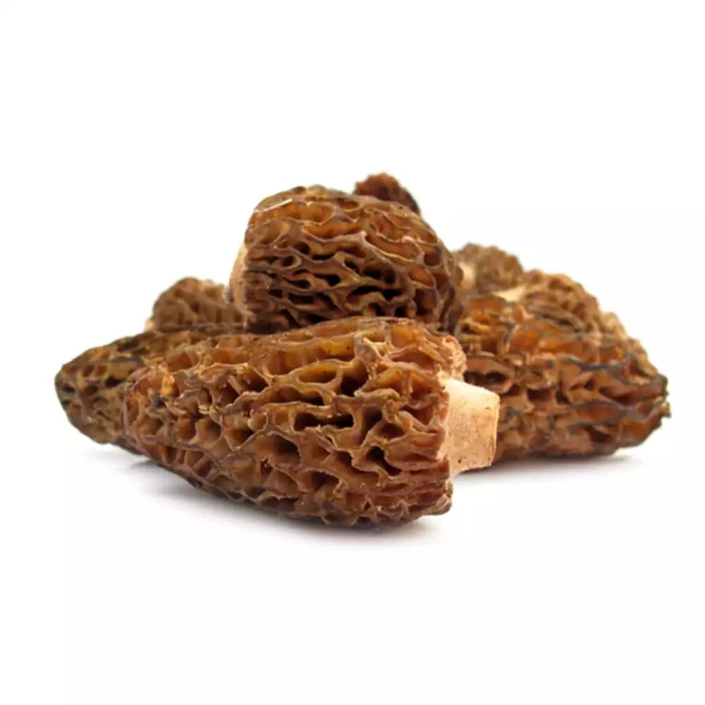 قارچ مورل