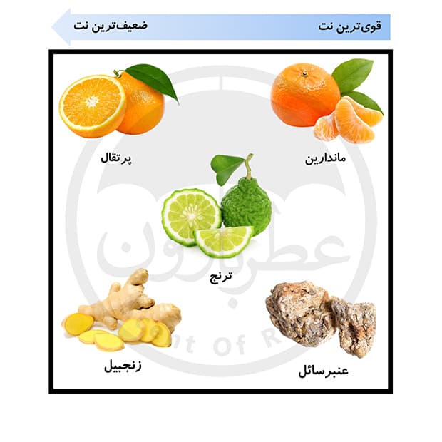 تستر ادوپرفیوم مردانه مارک جوزف بیلیف ویوز حجم 100 میلی‌لیتر — تصویر ۷