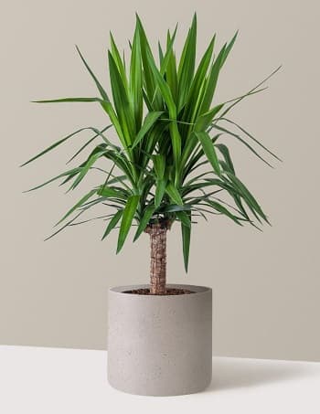 گیاه یوکا(yucca)