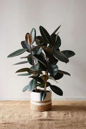گیاه فیکوس(ficus)