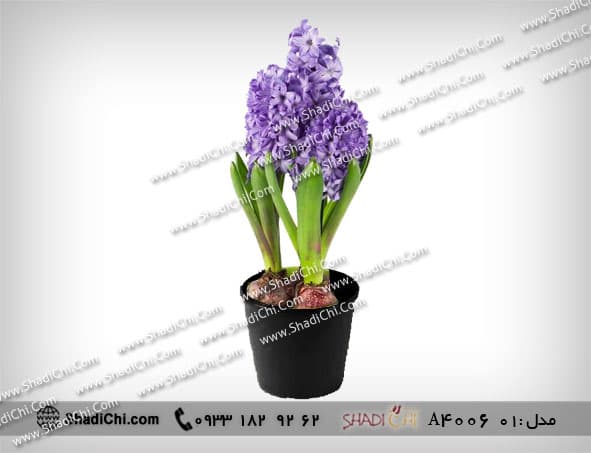 گل سنبل برای عید — تصویر ۳