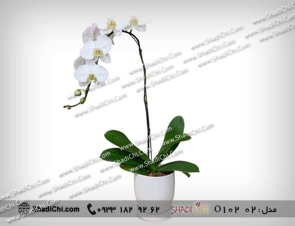 گلدان ارکیده سفید — تصویر ۸