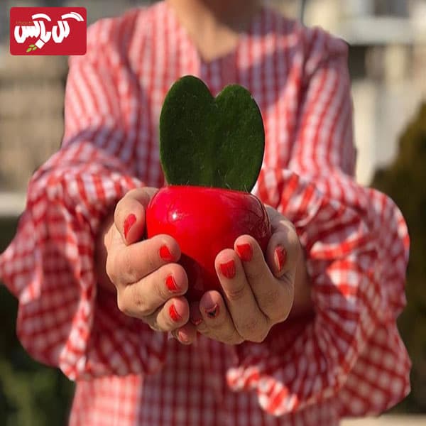 گل هویا کری یا گیاه قلبی — تصویر ۷
