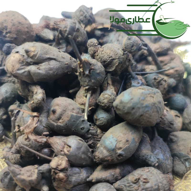 سعد کوفی — تصویر ۱۲